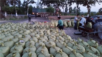 200噸飼料棗、爛棗、棗皮批發 樂陵市海豐飼料原料銷售中心價格優勢與產品實拍